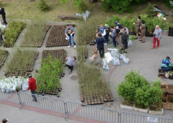 Stalowa Wola: W sobotę po świętach będą rozdawać drzewka za makulaturę