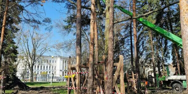 Stalowa Wola: Osiem – tyle dużych drzew będzie usuniętych z terenu modernizowanego Placu Piłsudskiego