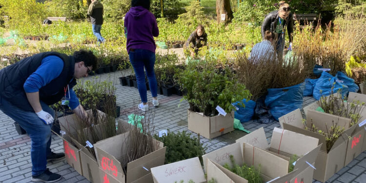 Stalowa Wola: Jedenasta akcja 'Drzewko za makulaturę’ za nami