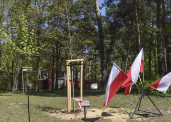 Stalowa Wola: W mieście posadzono 17 dębów 'katyńskich’