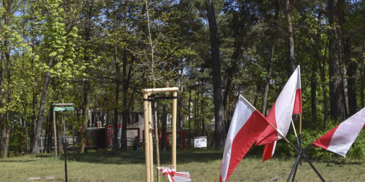 Stalowa Wola: W mieście posadzono 17 dębów 'katyńskich’