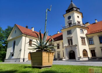 Tarnobrzeg: Unikalny moment. Ten kwiat pojawia się raz na dekady