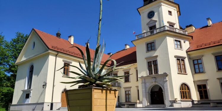 Tarnobrzeg: Unikalny moment. Ten kwiat pojawia się raz na dekady