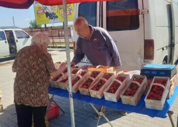Tarnobrzeg: Sezon na truskawki  – zapach dzieciństwa i smak lata