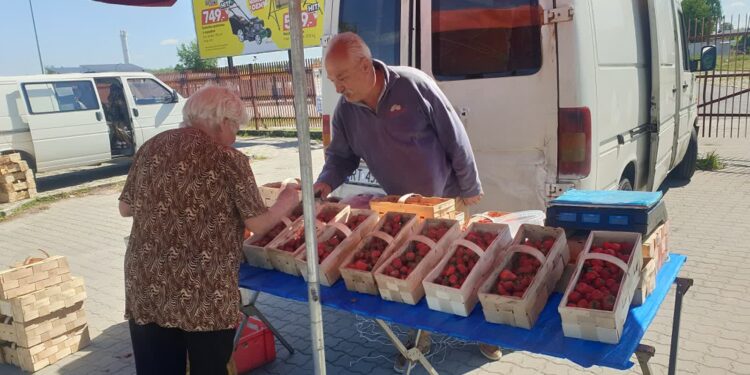 Tarnobrzeg: Sezon na truskawki  – zapach dzieciństwa i smak lata