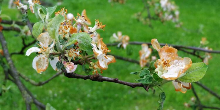 Tarnobrzeg: Straty w uprawach po wiosennych przymrozkach