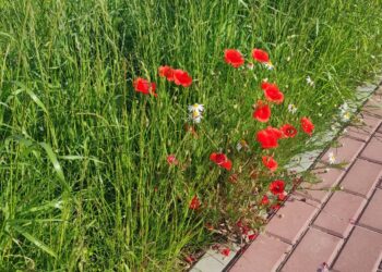 Mielec: Co słychać na łące kwietnej…