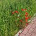 Mielec: Co słychać na łące kwietnej…