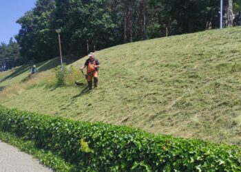 Mielec: Kosić czy nie kosić trawników w miastach ?