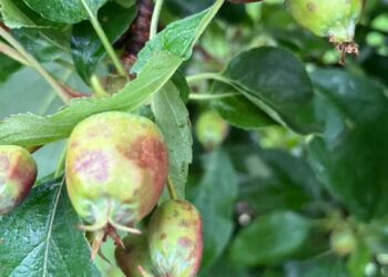 Region: Świętokrzyskie i Podkarpacie po burzach i gradobiciu. Straty w uprawach owoców i infrastruktury