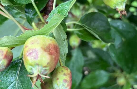 Region: Świętokrzyskie i Podkarpacie po burzach i gradobiciu. Straty w uprawach owoców i infrastruktury