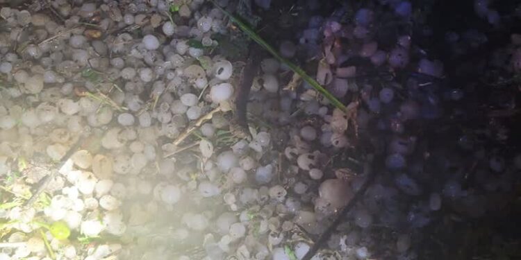 Region: Gradobicie i burze. Wiele zniszczeń, dużo pracy