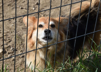 Stalowa Wola: Schronisko dla zwierząt powinno być gotowe jesienią