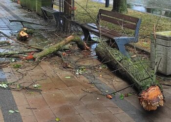 Mielec:  Zależy nam na wzbogaceniu przestrzeni, zielenią…