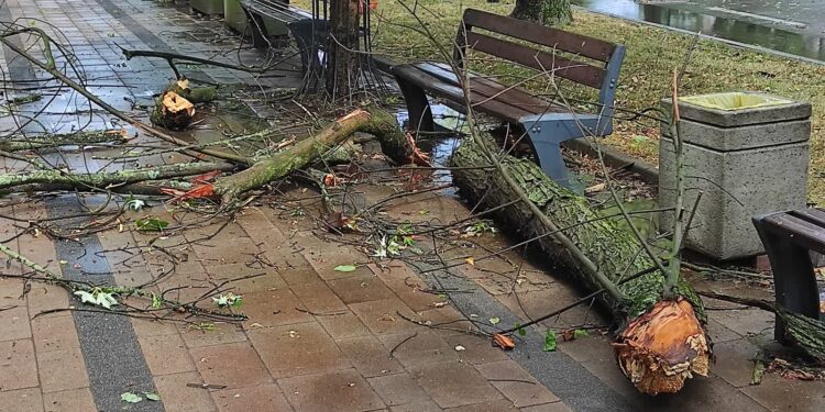 Mielec:  Zależy nam na wzbogaceniu przestrzeni, zielenią…