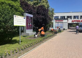 Tarnobrzeg: Kwiaty w mieście