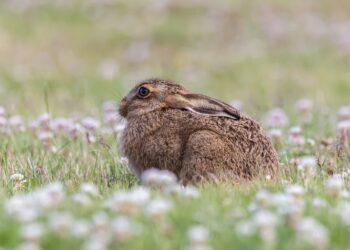 Tarnobrzeg: Nie przeszkadzajmy dzikiej naturze – młode zwierzęta potrzebują spokoju!