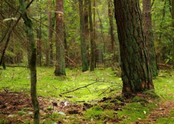 Mielec: Nocowanie w lesie…