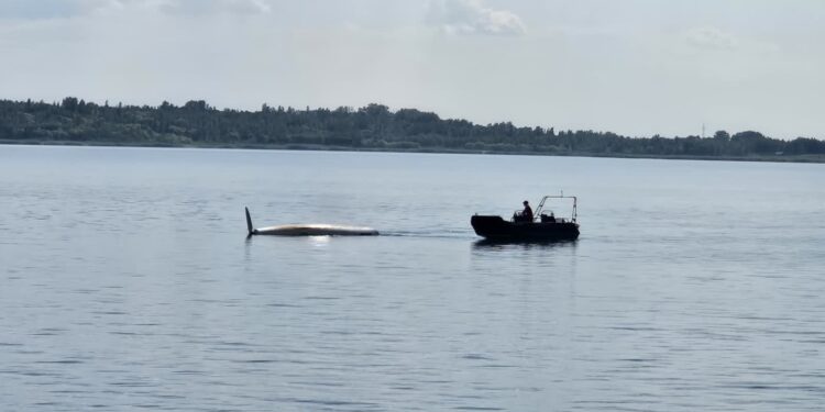 Tarnobrzeg. Wywrócona łódź na Jeziorze Tarnobrzeskim