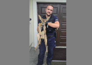 Dwikozy, Sandomierz: Policjanci uratowali sarenkę i małego bociana
