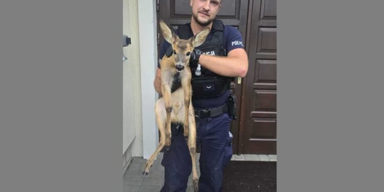 Dwikozy, Sandomierz: Policjanci uratowali sarenkę i małego bociana