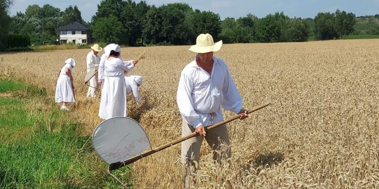 Sandomierz: W sobotę „Staropolskie żniwa w Nadbrzeziu” – pokaz obrzędowy.