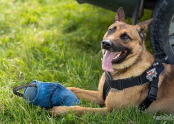 Region: Czworonożni funkcjonariusze mają dziś swoje święto