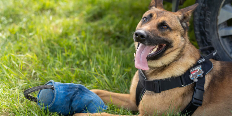 Region: Czworonożni funkcjonariusze mają dziś swoje święto
