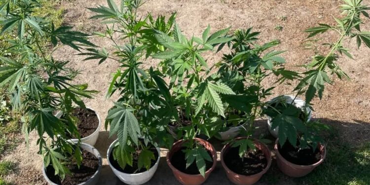 Sandomierz, Wilczyce, Ożarów: Policjanci zlikwidowali nielegalną plantację konopi i zabezpieczyli amfetaminę