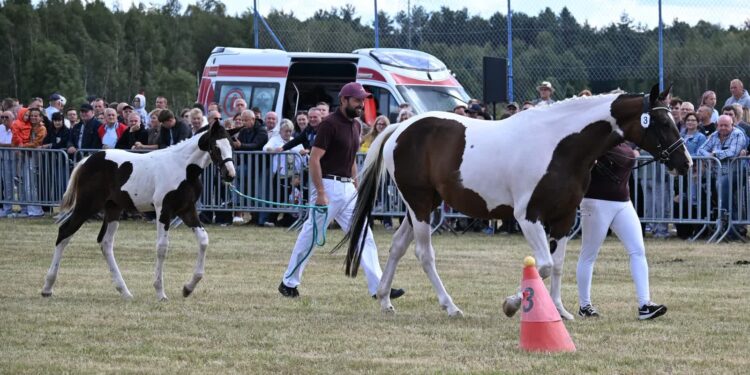 Radomyśl Wielki: Za nami  16. Parada Konna w Żarówce