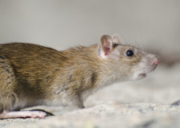 Stalowa Wola: Plaga szczurów w mieście?