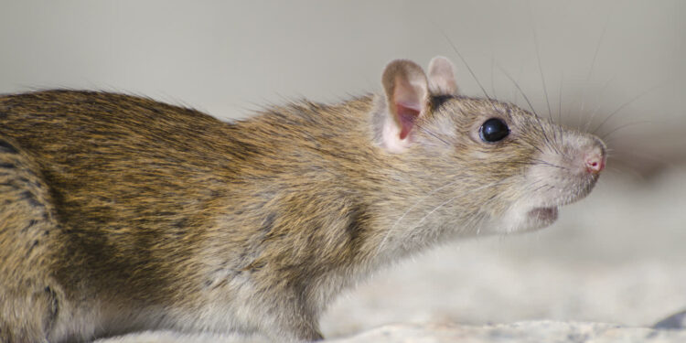 Stalowa Wola: Plaga szczurów w mieście?