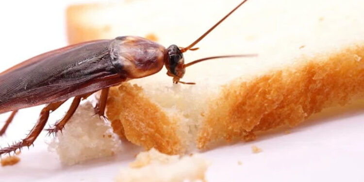 Stalowa Wola: Radna Urszula Tatys o  zarobaczonych mieszkaniach i braku działań ze strony miasta i instytucji w tym temacie