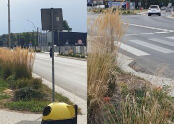 Tarnobrzeg: wysokie trawy utrudniają widoczność na głównej ulicy miasta