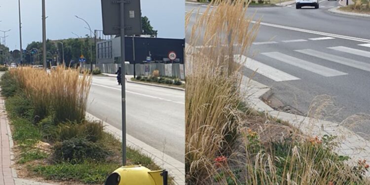 Tarnobrzeg: wysokie trawy utrudniają widoczność na głównej ulicy miasta