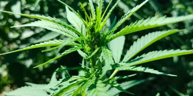 Stalowa Wola: Tymczasowy areszt za uprawę konopi i posiadanie narkotyków