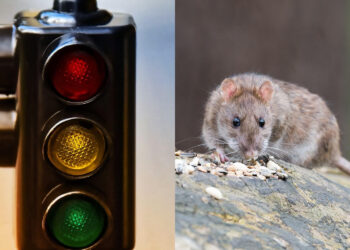 Tarnobrzeg: To szczury pogryzły kabel