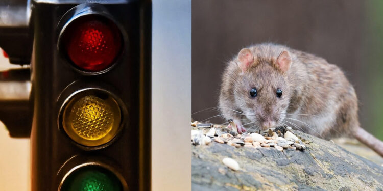 Tarnobrzeg: To szczury pogryzły kabel