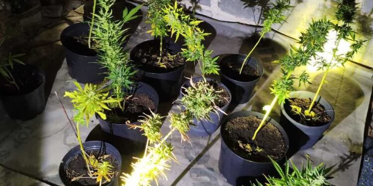 Nisko: Policjanci zlikwidowali domową plantację konopi indyjskich