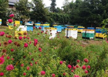 Tarnobrzeg: Końcówka sezonu miodowego