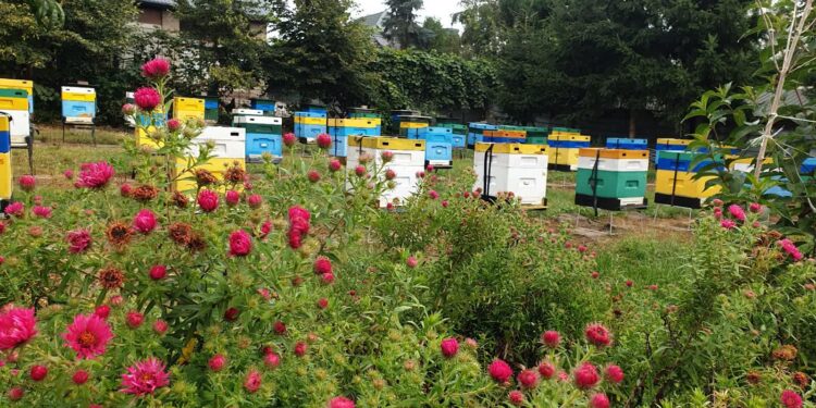 Tarnobrzeg: Końcówka sezonu miodowego