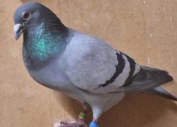 Mielec: Skrzydlata sprawa rozwiązana – gołębica wróciła do domu