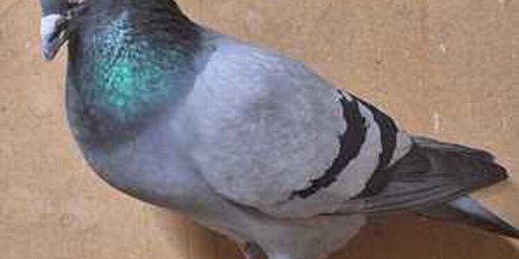 Mielec: Skrzydlata sprawa rozwiązana – gołębica wróciła do domu