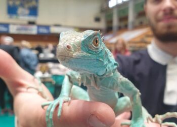 Tarnobrzeg: Gekony, pająki, żółwie, węże, skorpiony na targach terrarystycznych