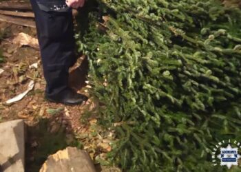 Opatów: Nielegalne pozyskiwanie stroiszu zagrożone wysoką grzywną