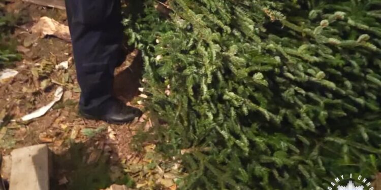 Opatów: Nielegalne pozyskiwanie stroiszu zagrożone wysoką grzywną