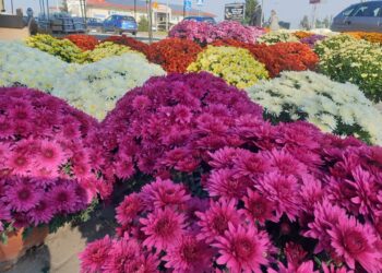 Mielec: Zbliża się  dzień Wszystkich Świętych