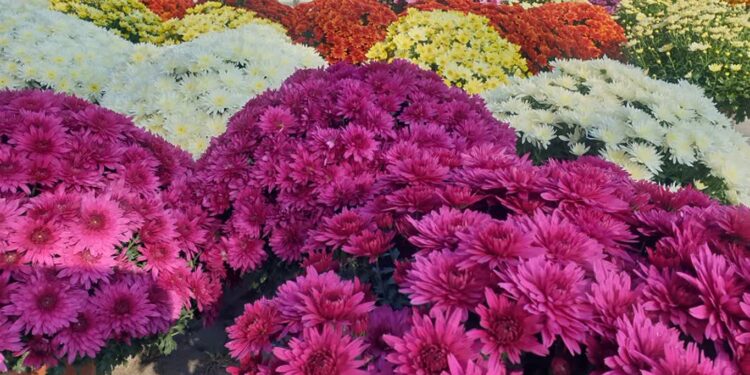 Mielec: Zbliża się  dzień Wszystkich Świętych