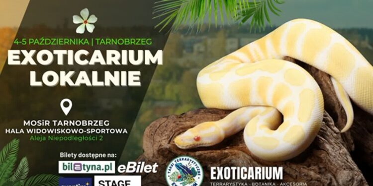 Tarnobrzeg: Skorpiony, pająki i gekony. W weekend targi terrarystyczne
