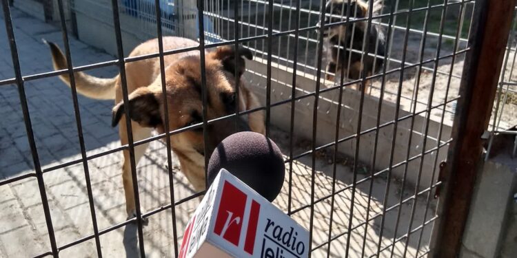 Mielec: Kolejne  pieniądze dla mieleckiego schroniska